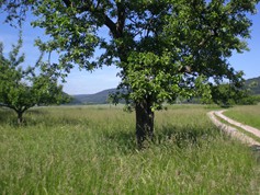 wege1009