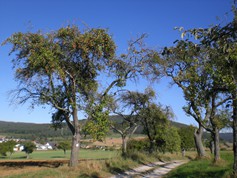 wege1081
