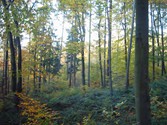 wald1039