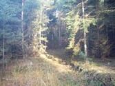 wald1051