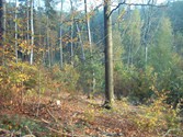 wald1054