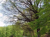 wald1082