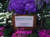 pflanzenBlumen1025