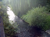 eschau1113