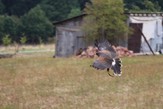 bussard2011