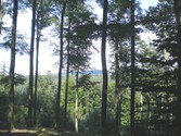 wald102